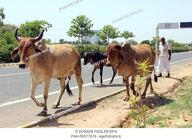A farmer drives his cattle under a road sign for -GIFT - Gujarat International Finance Tec-City- in Gandhinagar, India, 16 May 2015