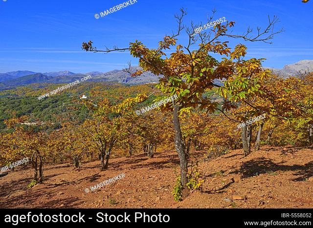 Autumn, chestnut forest (Castanea sativa), Valle del Genal, Genal valley, Genal river valley, Serrania de Ronda, Malaga province, Andalusia. Spain