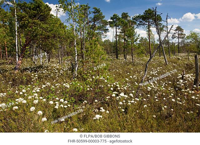 Labrador Tea Rhododendron tomentosum flowering mass, growing in bog habitat, Meenikunno Maastikukaitseala Reserve, Estonia, june