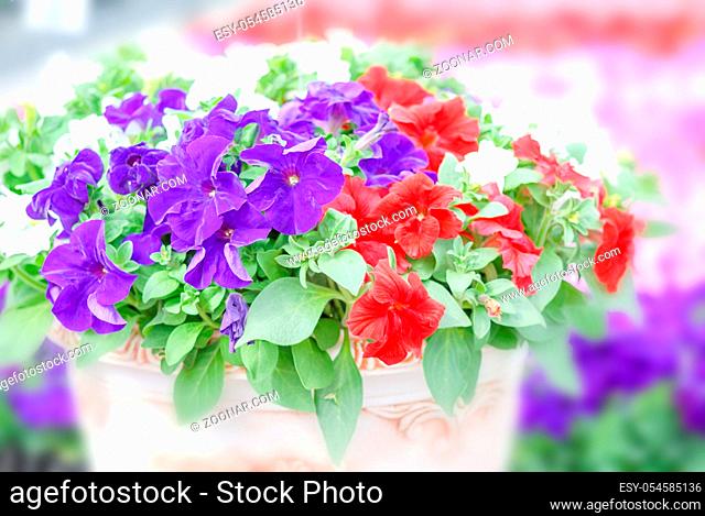 Colorful petunia flowers, Grandiflora is the most popular variety of petunia, with large single or double flowers that form mounds of colorful solid, striped