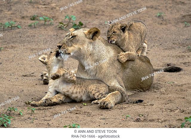 Lioness (Panthera leo) playing and bonding with cubs, Zimanga Private Game Reserve, KwaZulu-Natal, South Africa, Africa