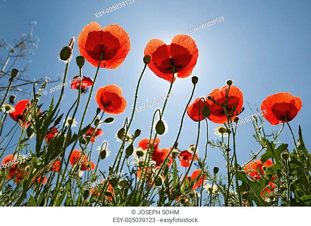 Looking up at red poppies in spring field in Southern Spain