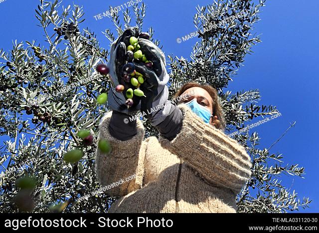 Olive harvest for the production of oil on the Martani mountains in Spoleto , ITALY-01-11-2020