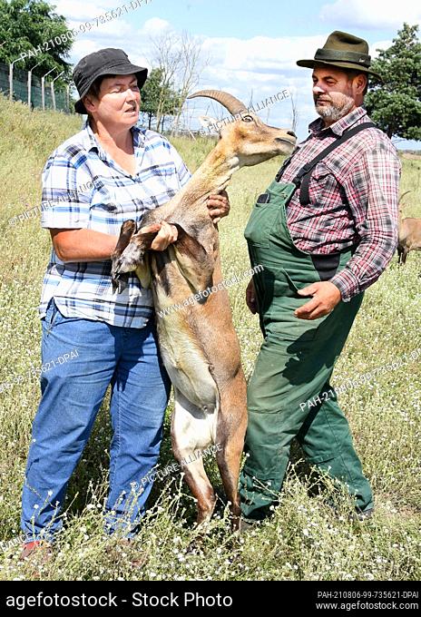 31 July 2021, Saxony, Mockrehna/OT Audenhain: In the game enclosure of farmer Kuno Pötzsch, the tame three-year-old female ibex ""Bibi"" makes the most of her...