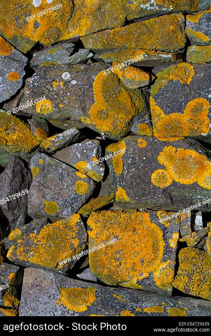 Background view of a stone wall covered in yellow lichen