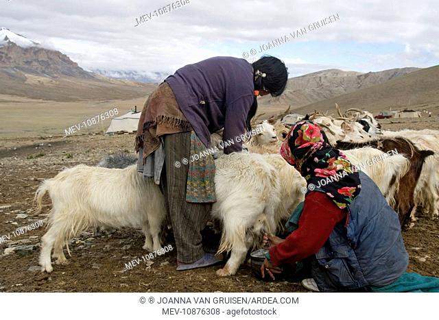 Changpa camp - milking the tied goats. Changthang, Ladakh. India