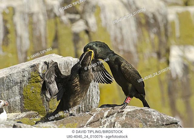 European Shag Phalacrocorax aristotelis regurgitaing food to well grown chick Farne Islands Northumberland (bird ringed with colour letter ring)
