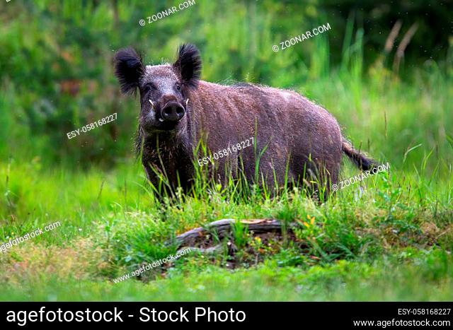 Wild boar, sus scrofa, looking to the camera on grass in summer. Brown hog standing on green pasture in spring. Hairy swine watching on growing meadow