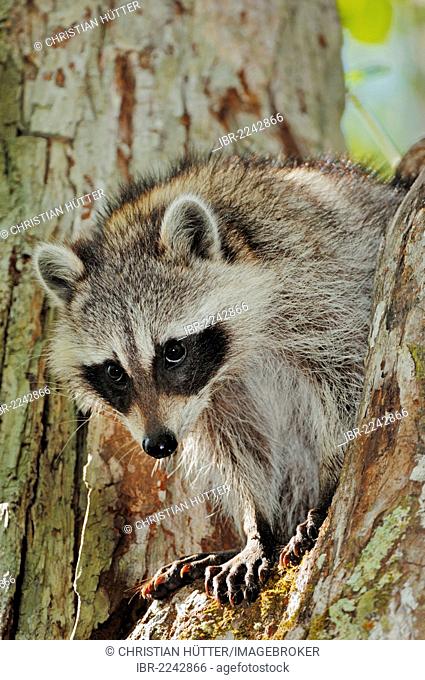 North American Raccoon (Procyon lotor), Everglades National Park, Florida, USA