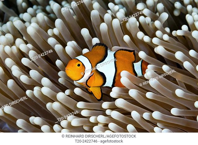 Clown Anemonefish, Amphiprion percula, Great Barrier Reef, Australia