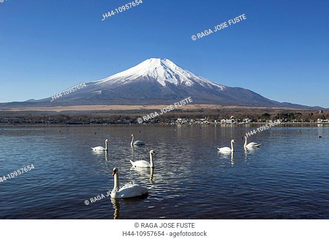 Japan, Asia, Lake Yamanaka, Swans, birds, Yamanaka, clear, Fuji, lake, mount, reflection, snow