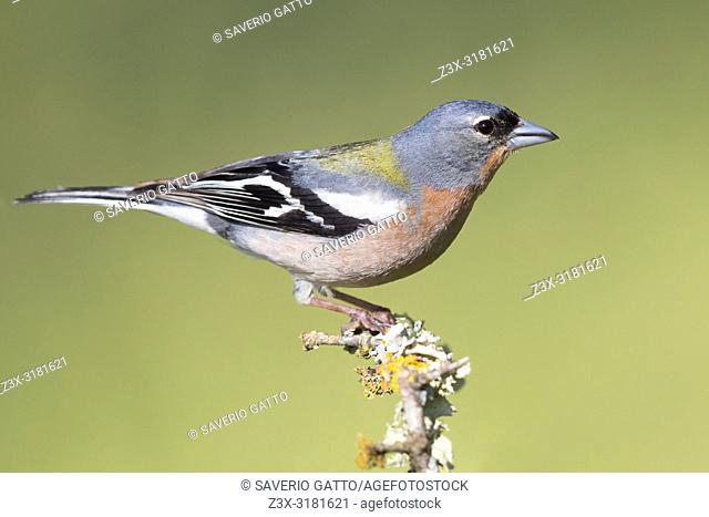 Common Chaffinch (Fringilla coelebs africana), side view of an adult male standing on a branch in Morocco