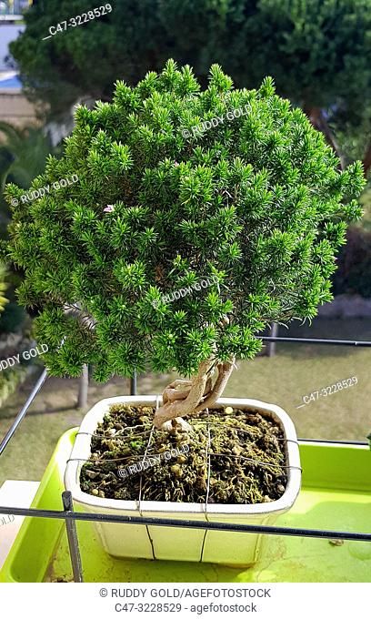 Breath of Heaven, Coleonema or Cape May bonsai tree, because of their fragrance when the leaves are crushed. Shaped Coleonema bonsai- El Maresme