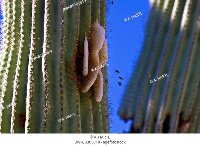 honeycombs of bees at Saguaro, USA, Arizona, Phoenix