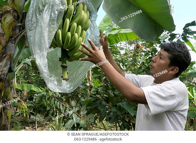 Technician examining bananas at a farm in Comunidad Las Palmeras, ECOTOPS projects in Alto Beni, Bolivia