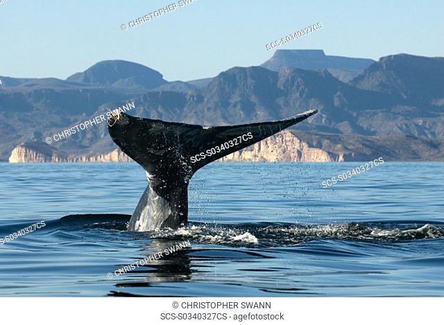 Gray whale eschrichtius Gulf of California A gray whale tail