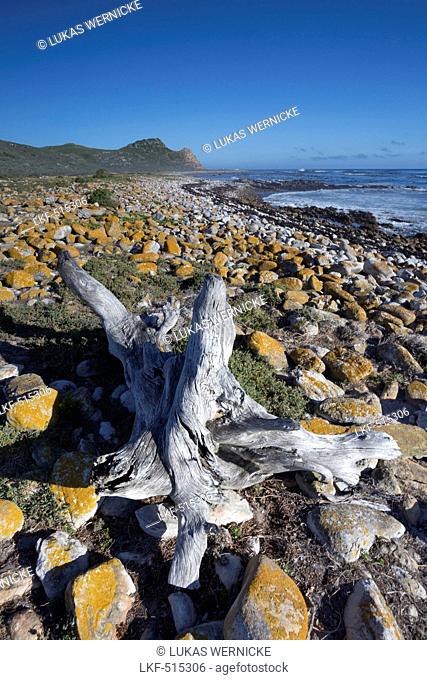 Driftwood on teh beach, Cape Point, Tablemountain National Park, Atlantic, Cape town, Western cape, South Africa