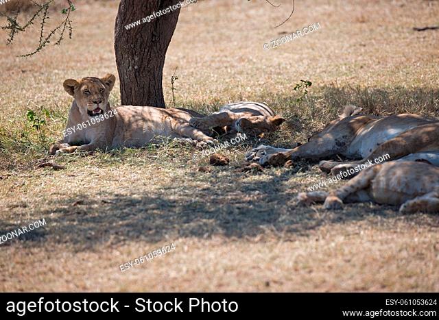 Löwenrudel unter einem Baum in der Serengeti in Tansania