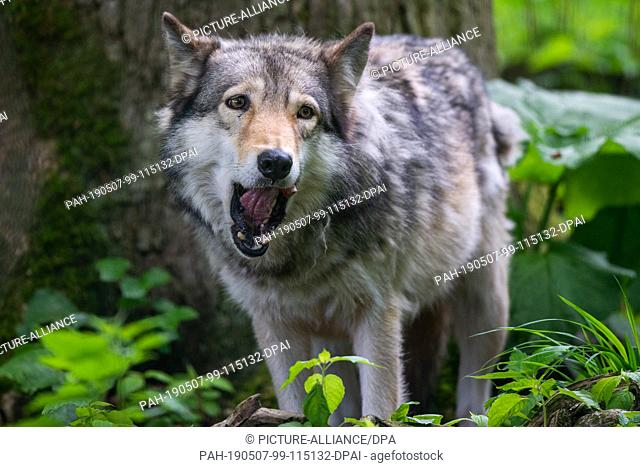 07 May 2019, Lower Saxony, Springe: A Timberwolf (Canis lycaon) eats in its enclosure in the wildlife park Wisentgehege Springe