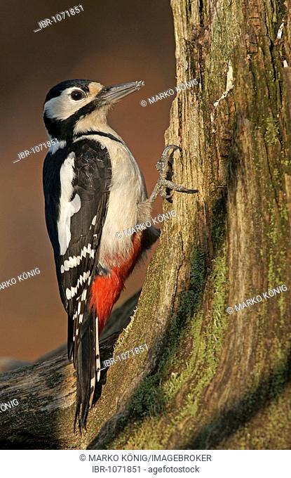 Great Spotted Woodpecker (Dendrocopos major), female
