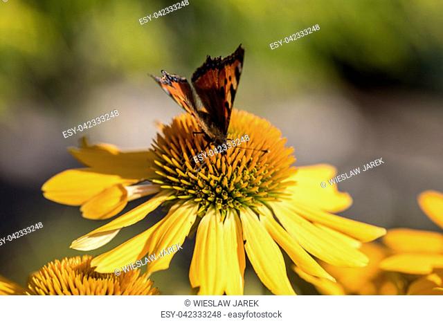Painted Lady (Vanessa cardui), butterfly feeding on Black eyed Susan(Rudbeckia hirta), in garden