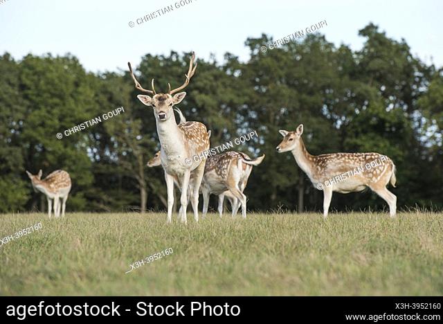 Herd of fallow deer, Park of the Chateau of Nogent-le-Roi, Eure-et-Loir department, Centre-Val-de-Loire region, France, Europe