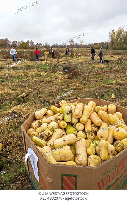 Ray, Michigan - Volunteers collect leftover squash from a farmer's field for distribution to those in need  The produce is distributed to soup kitchens