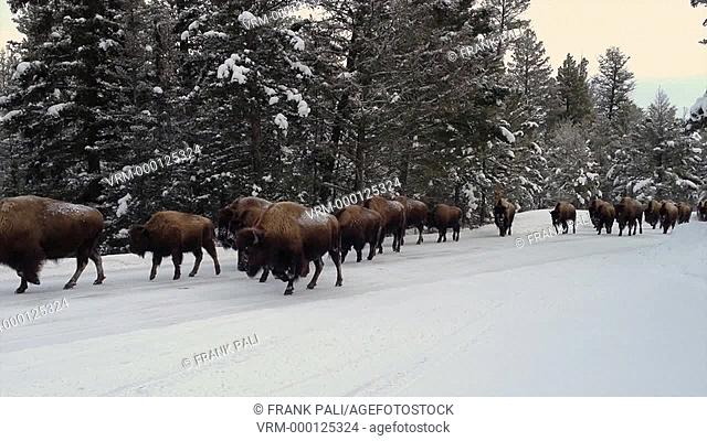 Herd of Bison in Yellowstone National Park walking on the road