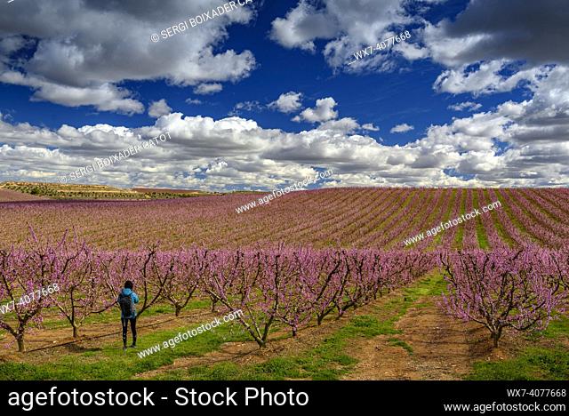 Blooming fruit trees (peach trees) in fields near Aitona village in spring (Lleida, Catalonia, Spain)