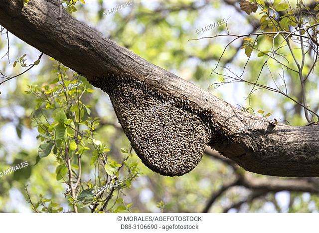Asia, India, Uttarakhand, Jim Corbett National Park, Colonies of wild bees in a tree (Sal (Shorea robusta))