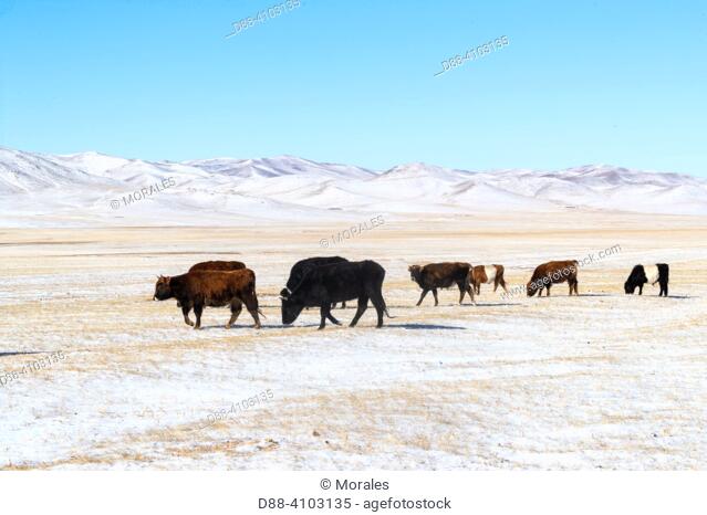 Asie, Mongolie, Est de la Mongolie, Steppe, Troupeauu de vaches domestiques dans la steppe / Asia, Mongolia, East Mongolia, Steppe area