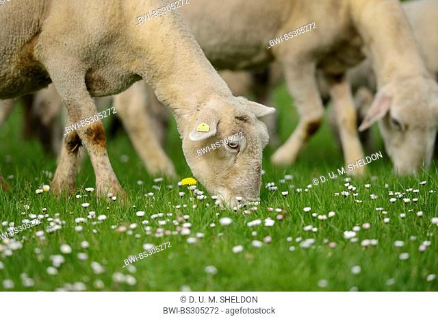 domestic sheep (Ovis ammon f. aries), grazing sheep, Germany