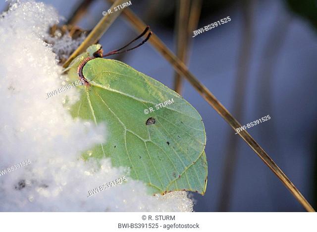 brimstone (Gonepteryx rhamni), male Butterfly overwintering in snow, Germany, Bavaria