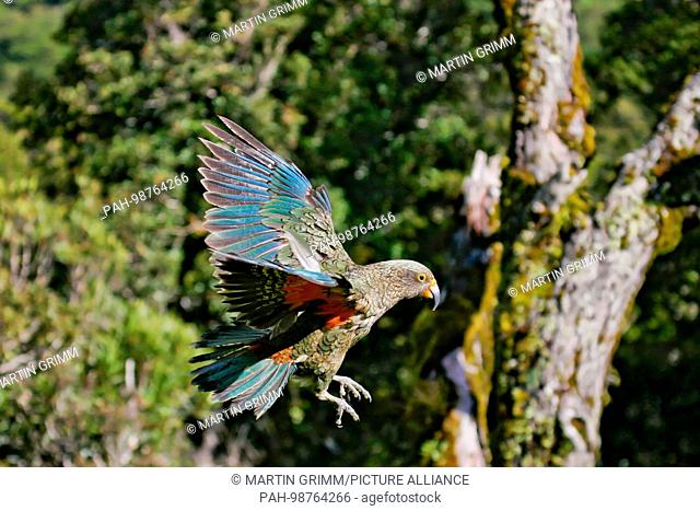 Kea (Nestor notabilis) flying, Arthur’s Pass National Park, New Zealand | usage worldwide. - /New Zealand