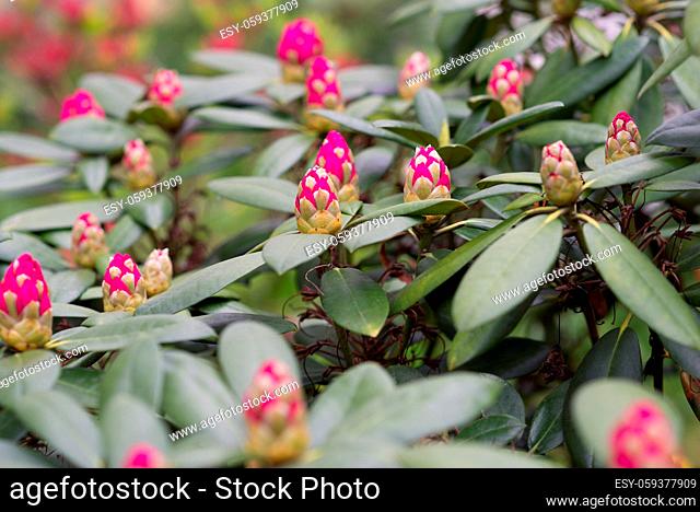 Buds of Rhododendron