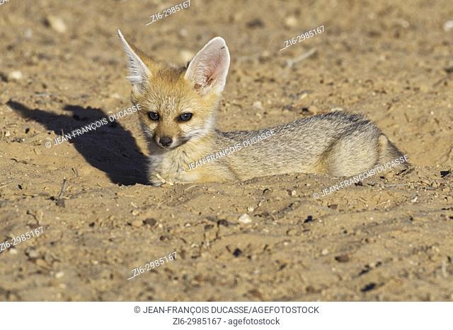 Cape fox (Vulpes chama), lying cub looking out from burrow entrance, evening light, Kgalagadi Transfrontier Park, Northern Cape, South Africa, Africa