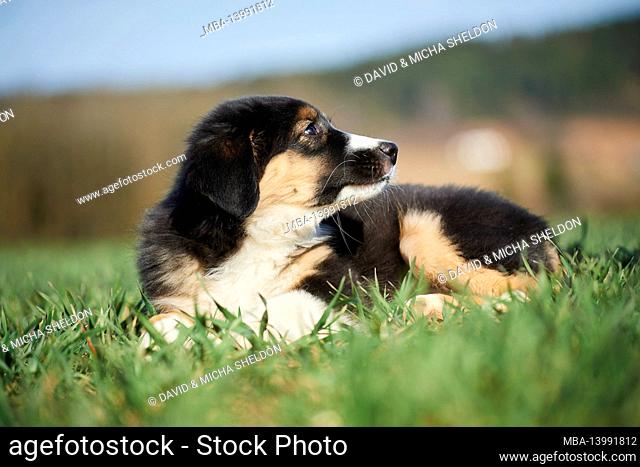 mixed breed dog, australian shepherd, golden retriever, puppy, meadow, lying