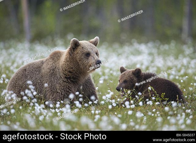 Brown bear (Ursus arctos ) in a bog with fruiting cotton grass on the edge of a boreal coniferous forest, mother with young, Suomussalmi, Karelia, Finland