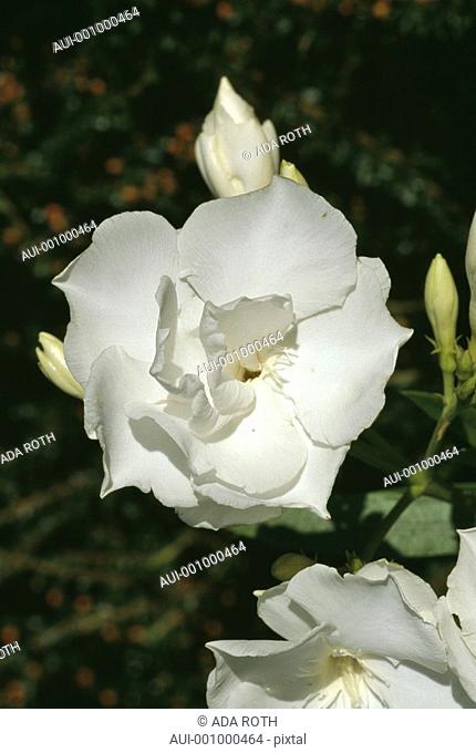 Nerium oleander - white - ornemental - delicate