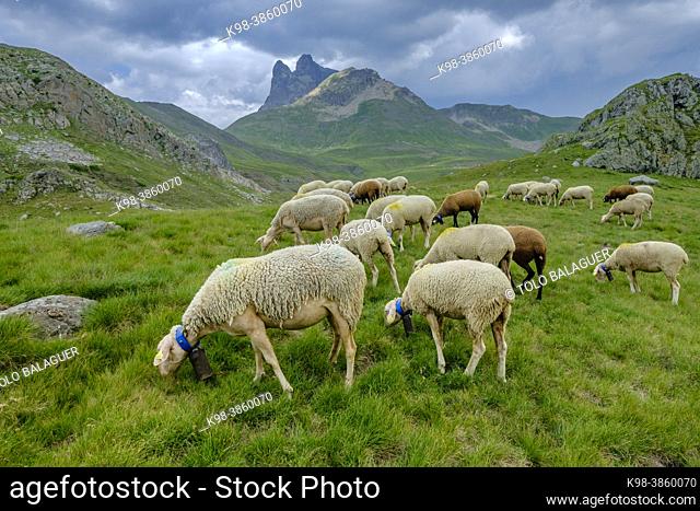 flock of sheep in the meadows of Portalet, Ayous lakes tour, Pyrenees National Park, Pyrenees Atlantiques, France