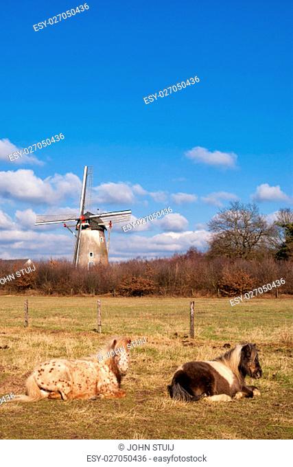 Two horses resting in a meadow with the Hernense windmill in the background.