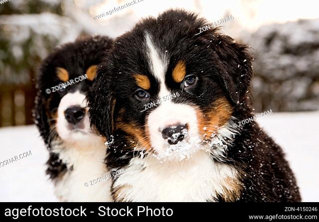Two bernese mountain dog puppest looking at camera