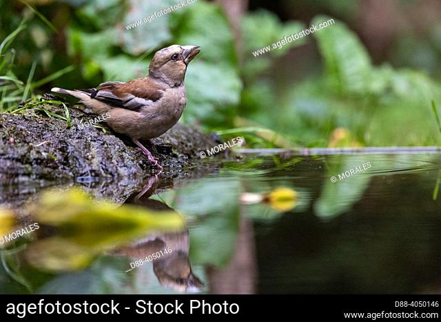 France, Brittany, Ille et Vilaine), Hawfinch (Coccothraustes coccothraustes), drinking from a pond in the undergrowth