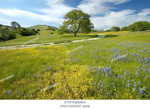 Lone tree and colorful bouquet of spring flowers blossoming