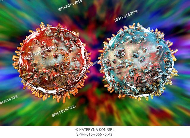 T-lymphocyte (red) and B-lymphocyte (blue), computer artwork. These white blood cells are part of the immune system. B cells mature in bone marrow and are...