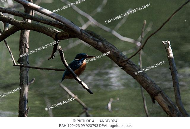 23 April 2019, Lower Saxony, Laatzen: A kingfisher stays at the nature reserve ""Alte Leine"" in the Leinemasch in the south of the Hannover region
