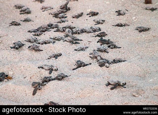 Hatchling baby loggerhead sea turtles Caretta caretta climb out of their nest and make their way to the ocean at dusk on Clam Pass Beach in Naples, Florida