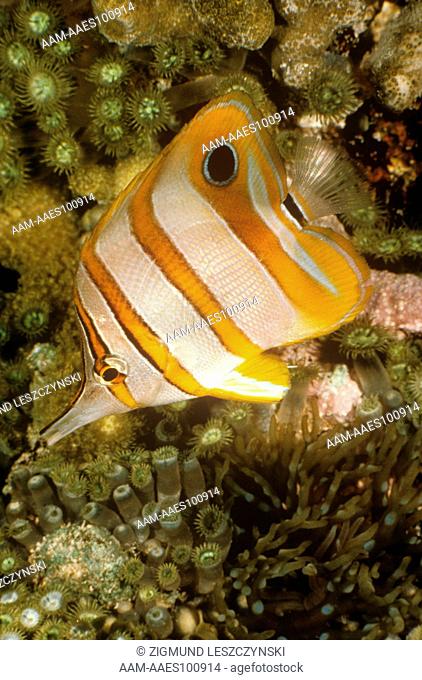 Copperband Butterflyfish (Chelmon rostratus)