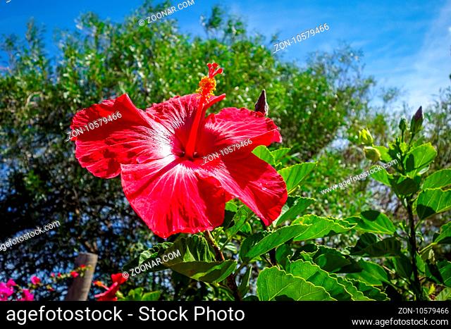 Red hibiscus flower close up - polynesian symbol