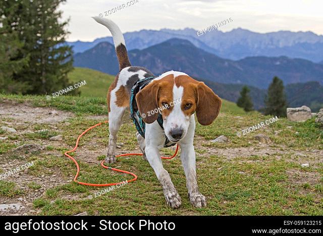 Der Beagle genießt die schöne Aussicht vom Gipfel des 1273 m hohen Farrenpoint, welcher ein Berg im Mangfallgebirge ist auf den Wilden Kaiser